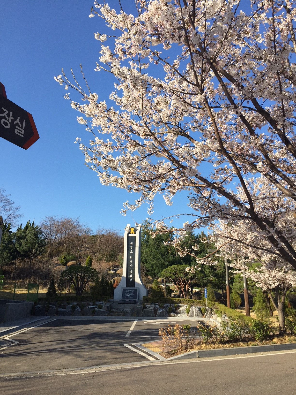 벚꽃_ 일반인추모관 사진